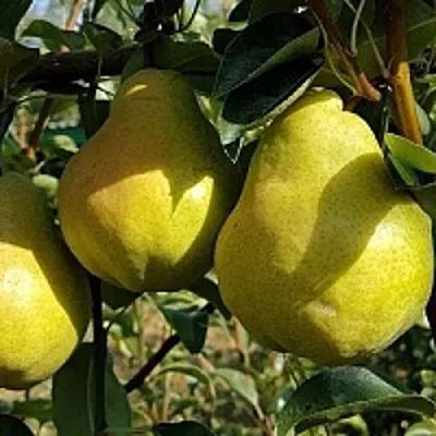 Груша СОКРОВИЩЕ  Груша СОКРОВИЩЕ в Коломне