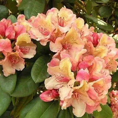 Рододендрон ФЛАУТАНДО  Рододендрон ФЛАУТАНДО в Коломне