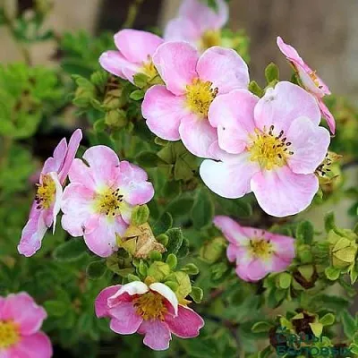 Лапчатка НЬЮ ДАУН кустарниковая  Лапчатка НЬЮ ДАУН кустарниковая в Коломне