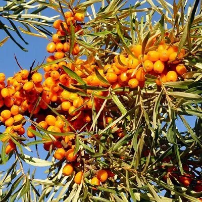 Облепиха ДАР МГУ  Облепиха ДАР МГУ в Коломне