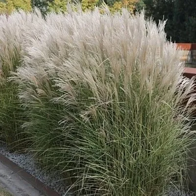 Мискантус КЛЯЙН СИЛЬБЕРСПАЙН китайский  в Коломне