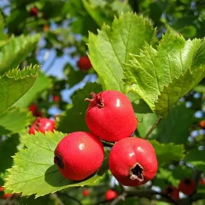 Боярышник МЯГКОВАТЫЙ  Боярышник МЯГКОВАТЫЙ в Коломне