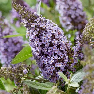 Буддлея давида БАТТЕРФЛЯЙ КАНДИ ЛИЛА СВИТХАРТ  Буддлея давида БАТТЕРФЛЯЙ КАНДИ ЛИЛА СВИТХАРТ в Коломне