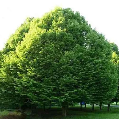 Граб японский  Граб японский в Коломне