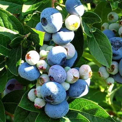 Голубика ВЕЙМУТ  Голубика ВЕЙМУТ в Коломне