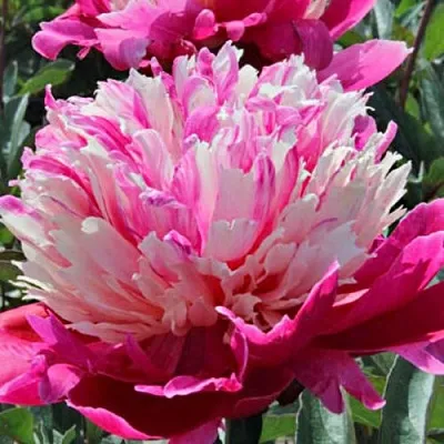 Пион ДЕЙДРИМ травянистый  Пион ДЕЙДРИМ травянистый в Коломне