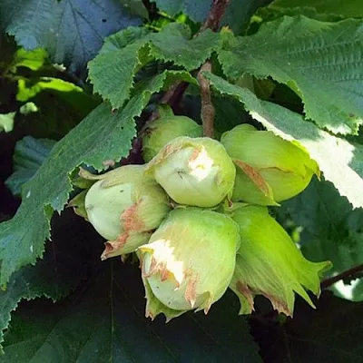 Фундук ТАМБОВСКИЙ РАННИЙ в Коломне