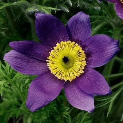 Прострел ПИНВИЛ БЛЮ ШЕЙДЕС в Коломне