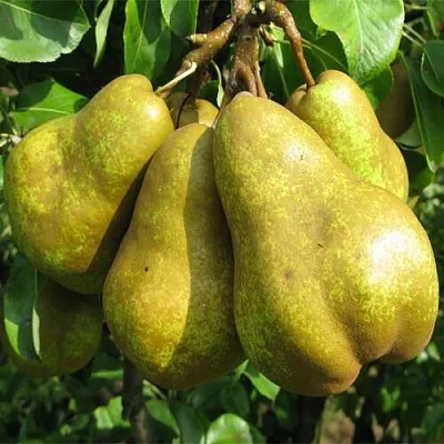 Груша СИЛЬВА  Груша СИЛЬВА в Коломне
