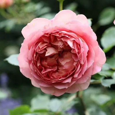 Саженцы роз РИДЖЕНТС ПАРК чайно-гибридная в Коломне