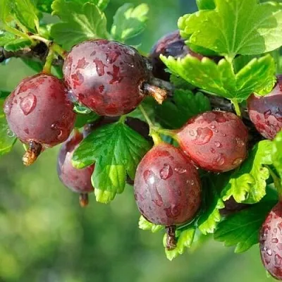 Крыжовник СЕРЕНАДА  Крыжовник СЕРЕНАДА в Коломне