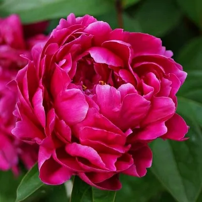 Пион ЛУИ ВАН-ГУТТ травянистый  Пион ЛУИ ВАН-ГУТТ травянистый в Коломне