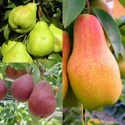 Комплект ГРУШЕВОЕ АССОРТИ в Коломне