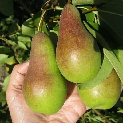 Груша ТАЛГАРСКАЯ КРАСАВИЦА  Груша ТАЛГАРСКАЯ КРАСАВИЦА в Коломне