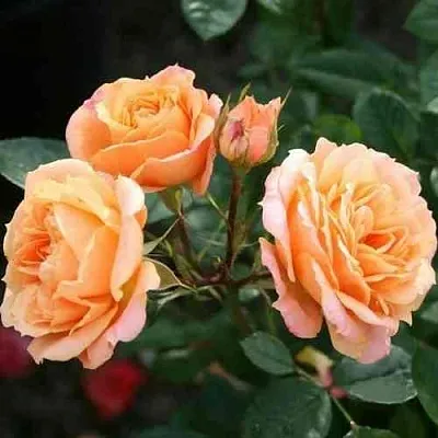 Саженцы роз КЛЕМЕНТИНА миниатюрная в Коломне