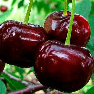 Дюк (черевишня)  Дюк (черевишня) в Коломне