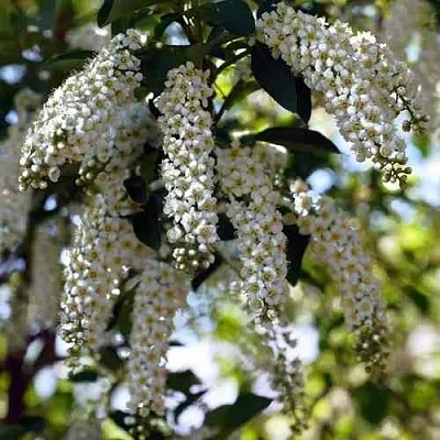 Черемуха виргинская ШУБЕРТ  Черемуха виргинская ШУБЕРТ в Коломне