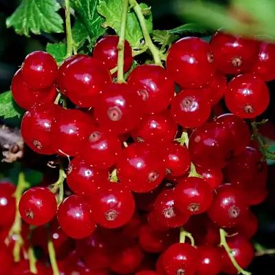 Смородина красная СЕРПАНТИН  Смородина красная СЕРПАНТИН в Коломне