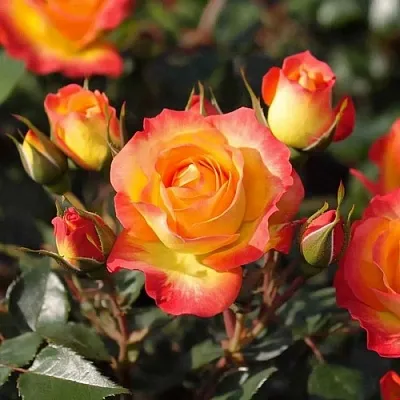 Саженцы роз ТАЙФУН спрей  Саженцы роз ТАЙФУН спрей в Коломне