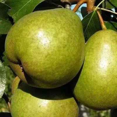 Груша ЯСАЧКА  Груша ЯСАЧКА в Коломне