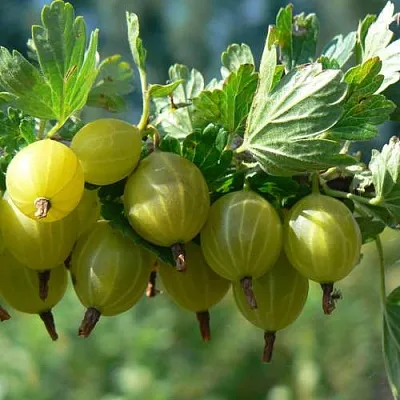 Крыжовник ЮБИЛЕЙНЫЙ  Крыжовник ЮБИЛЕЙНЫЙ в Коломне