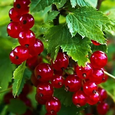 Смородина красная РОЛАН  Смородина красная РОЛАН в Коломне