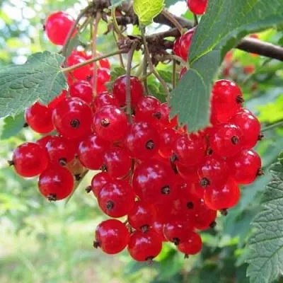 Смородина красная КРАСНАЯ АНДРЕЙЧЕНКО  Смородина красная КРАСНАЯ АНДРЕЙЧЕНКО в Коломне