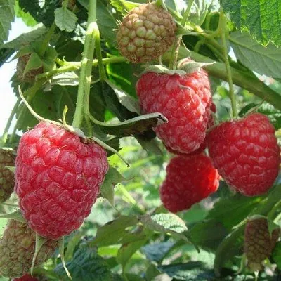 Малина КОЛОКОЛЬЧИК  Малина КОЛОКОЛЬЧИК в Коломне