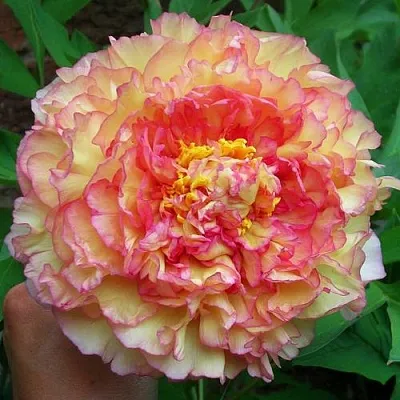 Пионы древовидные в Коломне