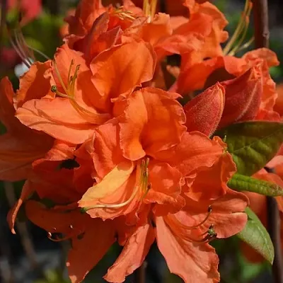 Азалия МАНДАРИН ЛАЙТС листопадная в Коломне