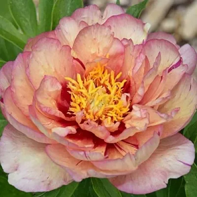 Пион КЭЛЛИС МЕМОРИ ито-гибрид  Пион КЭЛЛИС МЕМОРИ ито-гибрид в Коломне