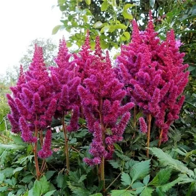 Астильба ВИЖНС китайская в Коломне