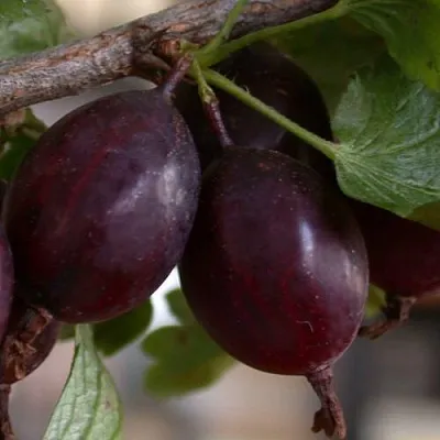 Крыжовник ЧЕЛЯБИНСКИЙ СЛАБОШИПОВАТЫЙ  Крыжовник ЧЕЛЯБИНСКИЙ СЛАБОШИПОВАТЫЙ в Коломне