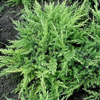 Можжевельник ШЛЯГЕР прибрежный  Можжевельник ШЛЯГЕР прибрежный в Коломне