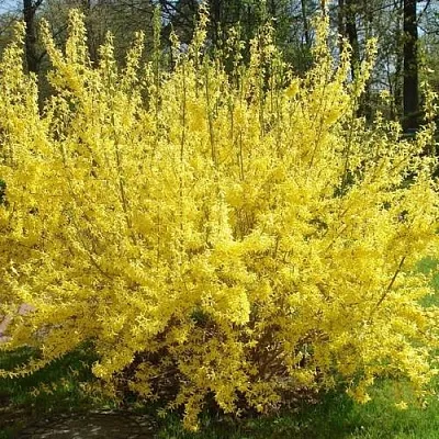 Форзиция ФОРЧУНА  Форзиция ФОРЧУНА в Коломне