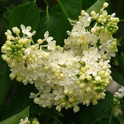 Сирень ПРИМРОУЗ  Сирень ПРИМРОУЗ в Коломне