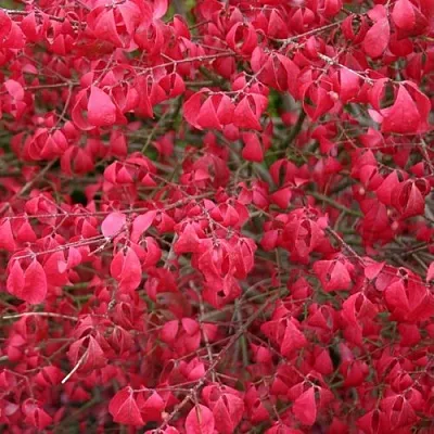 Бересклет КОМПАКТУС   Бересклет КОМПАКТУС  в Коломне