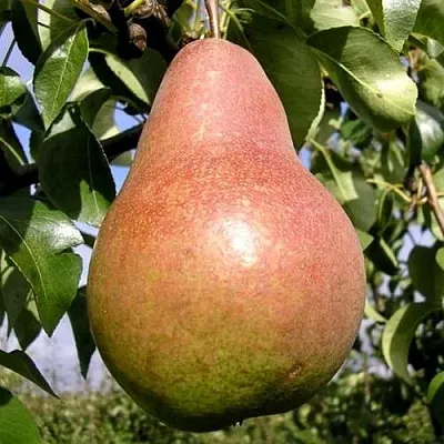 Груша КИРГИЗСКАЯ ЗИМНЯЯ в Коломне