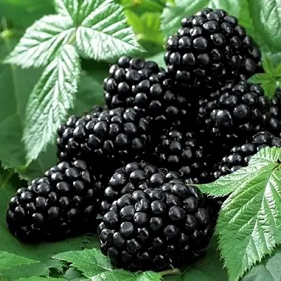 Ежевика БЛЭК БЬЮТИ  Ежевика БЛЭК БЬЮТИ в Коломне