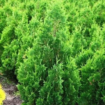 Туя СПИРАЛИС западная  Туя СПИРАЛИС западная в Коломне