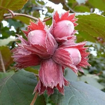 Фундук СКАРЛЕТТ  Фундук СКАРЛЕТТ в Коломне