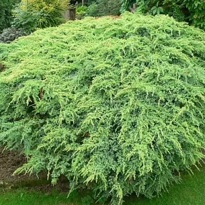 Можжевельник ХОЛГЕР чешуйчатый  Можжевельник ХОЛГЕР чешуйчатый в Коломне