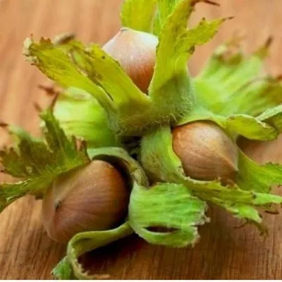 Фундук ГИГАНТ ТАМБОВСКИЙ в Коломне