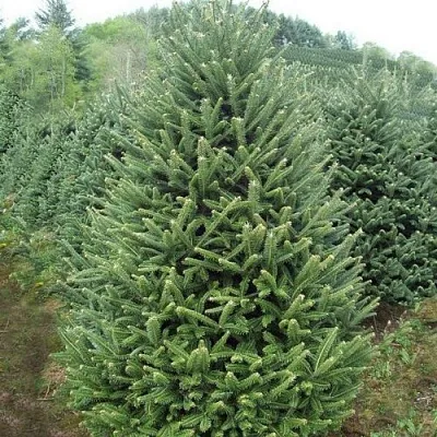 Пихта ФРАЗЕРА в Коломне