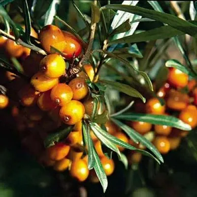 Облепиха ДАР КАЗАКОВУ  Облепиха ДАР КАЗАКОВУ в Коломне