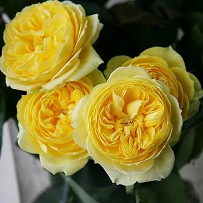 Саженцы роз КАТАЛИНА спрей  Саженцы роз КАТАЛИНА спрей в Коломне