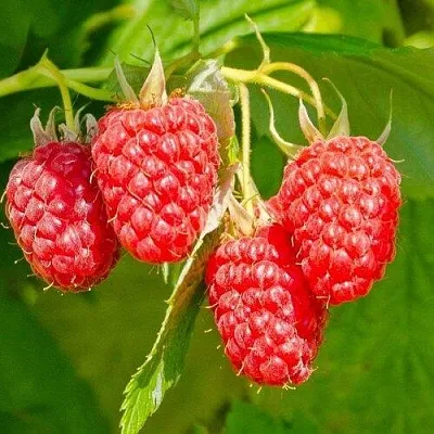 Малина ИЗОБИЛЬНАЯ  Малина ИЗОБИЛЬНАЯ в Коломне