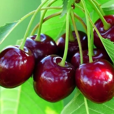 Вишня ВЯНОК  Вишня ВЯНОК в Коломне