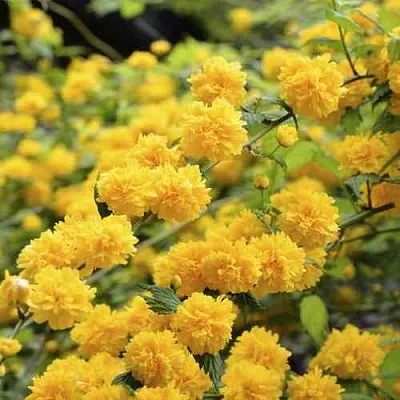 Керрия японская АУРЕОВАРИЕГАТТА в Коломне