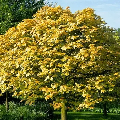 Клен ложноплатановый  Клен ложноплатановый в Коломне